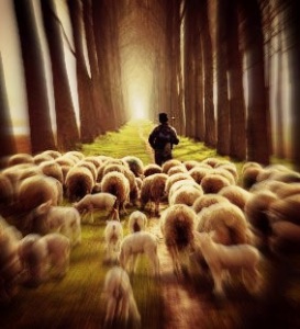 SheepFollowingShepherd